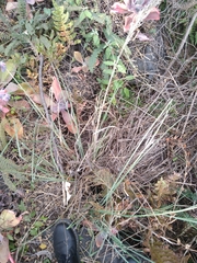 Muhlenbergia robusta