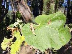 Teicophrys fusiformis
