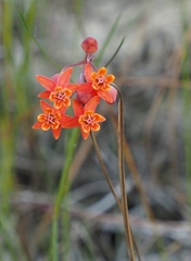 Asclepias lanceolata