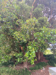 Griselinia littoralis