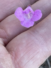 Agalinis fasciculata