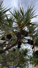 Pandanus tectorius