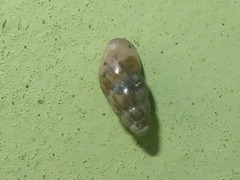 Cochlicopa lubrica