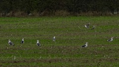 Larus fuscus