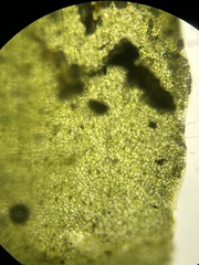 Cryptomitrium tenerum