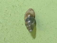 Cochlicopa lubrica