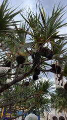 Pandanus tectorius