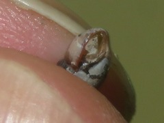 Cochlicopa lubrica