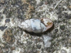 Cochlicopa lubrica
