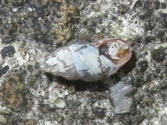 Cochlicopa lubrica
