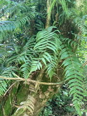 Blechnum filiforme