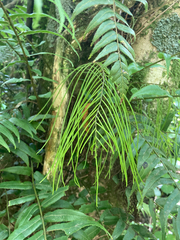 Blechnum filiforme