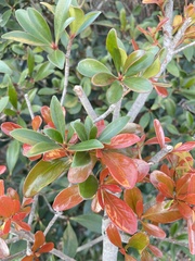 Ternstroemia gymnanthera