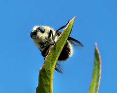 Cephenemyia