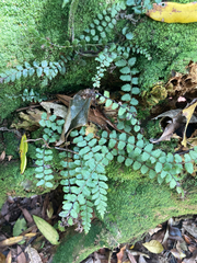 Blechnum filiforme