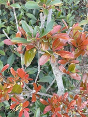 Ternstroemia gymnanthera