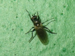 Sphaeroceridae