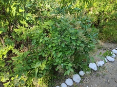 Sarcomphalus amole