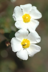 Cistus salviifolius