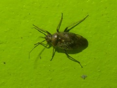 Lygus rugulipennis