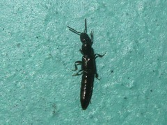 Xantholinus longiventris
