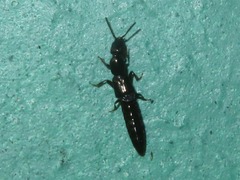 Xantholinus longiventris