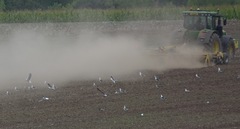 Larus fuscus