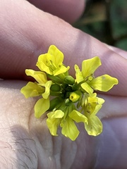 Brassiceae