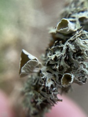 Hypogymnia lophyrea