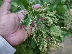 Sarcomphalus amole