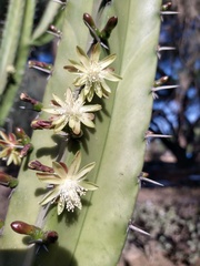 Myrtillocactus