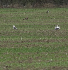 Larus fuscus