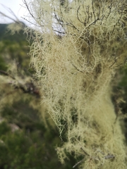 Usnea rubicunda