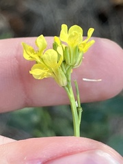Brassiceae