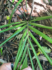 Rhopalostylis