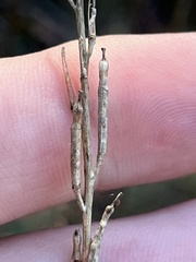 Brassiceae