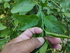 Sarcomphalus amole