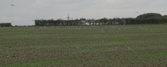 Larus fuscus