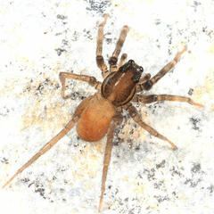 Trabeops aurantiacus