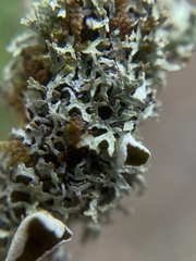 Hypogymnia lophyrea