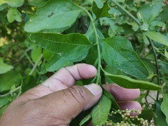 Sarcomphalus amole