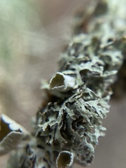 Hypogymnia lophyrea