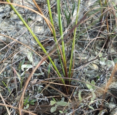 Asclepias lanceolata