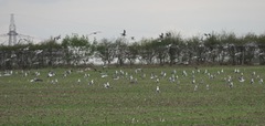 Larus fuscus