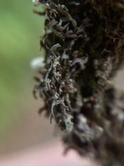 Hypogymnia lophyrea