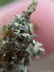 Hypogymnia lophyrea