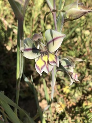 Gladiolus orchidiflorus