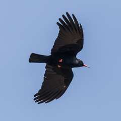 Pyrrhocorax pyrrhocorax erythroramphos