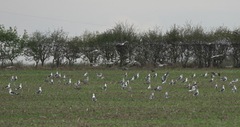 Larus fuscus