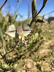 Gladiolus orchidiflorus